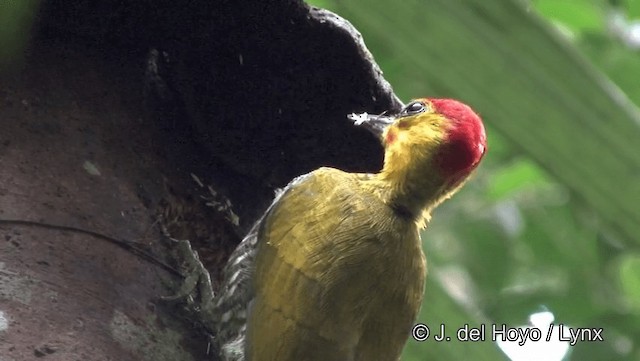 Yellow-throated Woodpecker - ML201183951