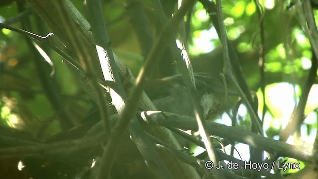 Корайский крапивник - ML201184101
