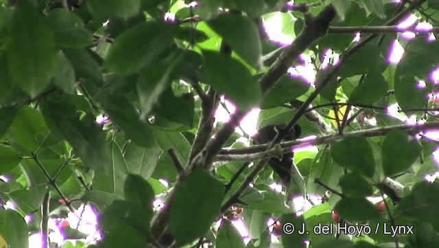 kolibřík zelenokostřečný - ML201184111