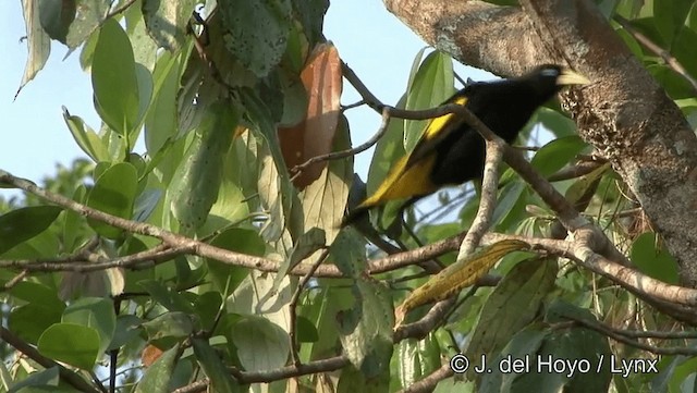 Yellow-rumped Cacique (Amazonian) - ML201184431