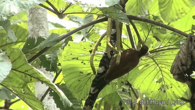 Chestnut Woodpecker - ML201184461
