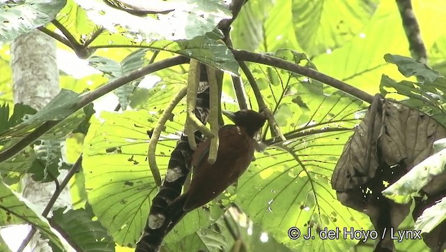 Chestnut Woodpecker - ML201184471