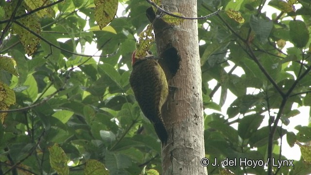 Spot-breasted Woodpecker - ML201184501