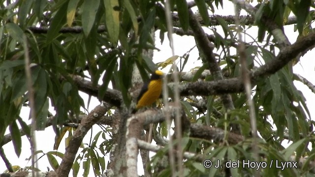 Thick-billed Euphonia (Black-tailed) - ML201184571