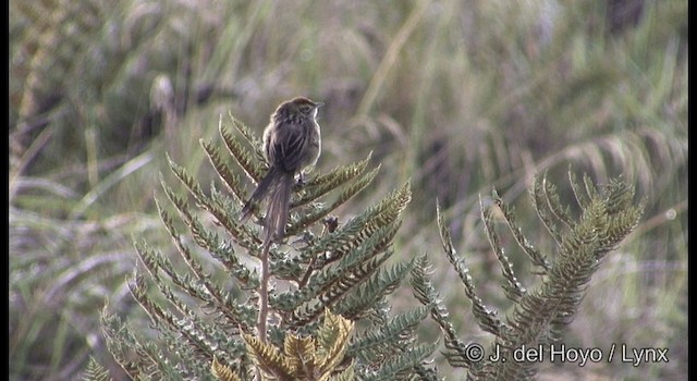 Papuan Grassbird - ML201184931
