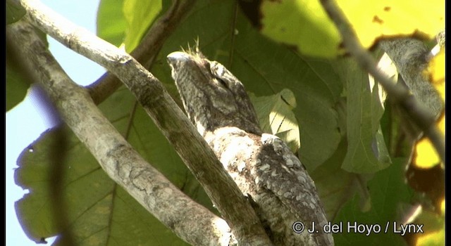 Papuan Frogmouth - ML201185061