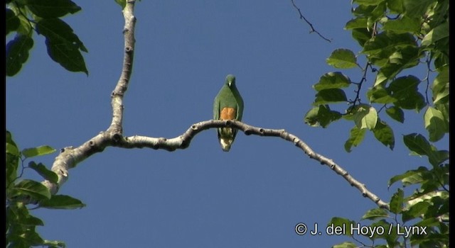 Orange-bellied Fruit-Dove - ML201185071