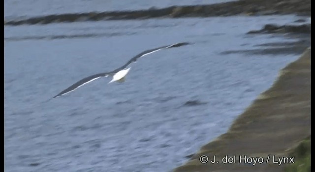 Lesser Black-backed Gull (graellsii) - ML201185181