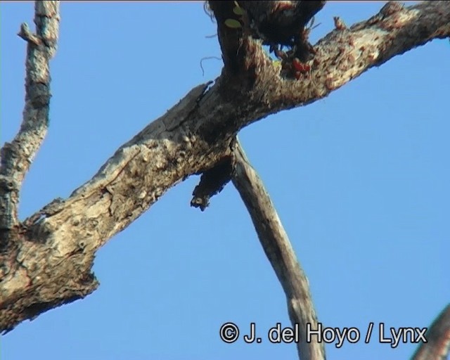 Black-headed Woodpecker - ML201185241