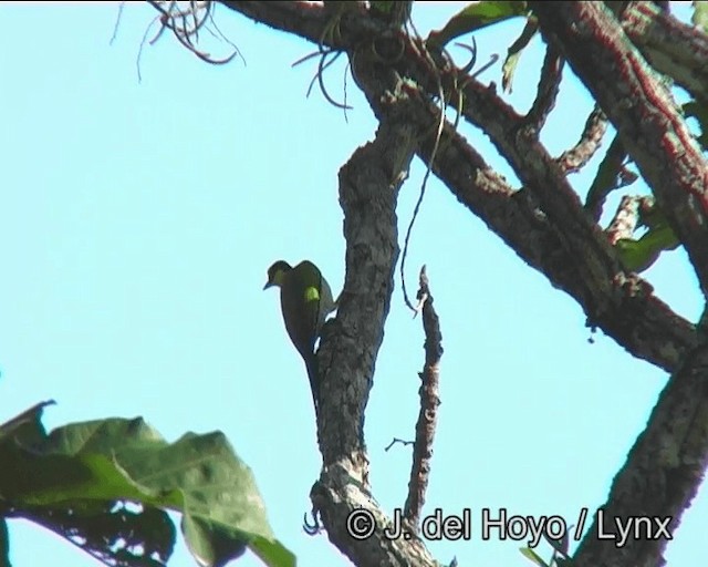 Black-headed Woodpecker - ML201185251