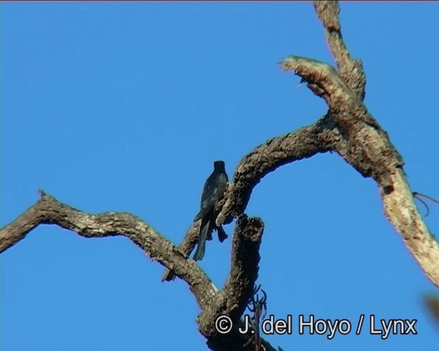 Square-tailed Drongo-Cuckoo - ML201185361