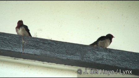 Angola Swallow - ML201185481