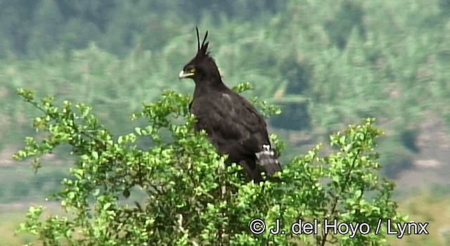 Long-crested Eagle - ML201185501