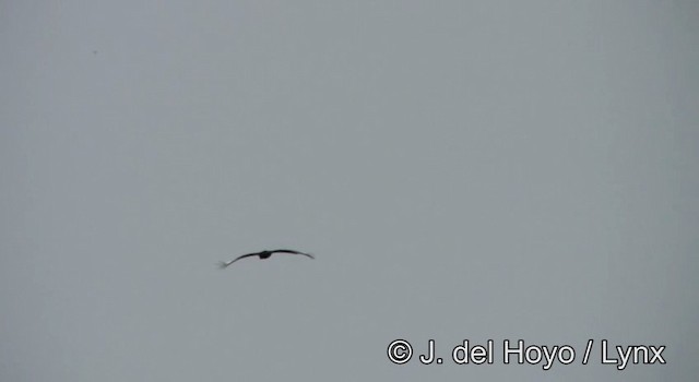 Long-crested Eagle - ML201185511