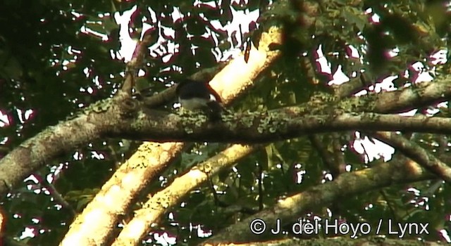 African Shrike-flycatcher - ML201185581