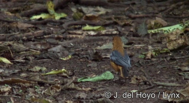 Red-capped Robin-Chat - ML201185611