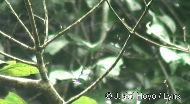 Gray-headed Sunbird - ML201185631
