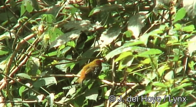 Green-backed Twinspot (Orange-breasted) - ML201185651