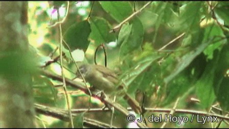 ノドジロミドリヒヨドリ（albigularis） - ML201185681