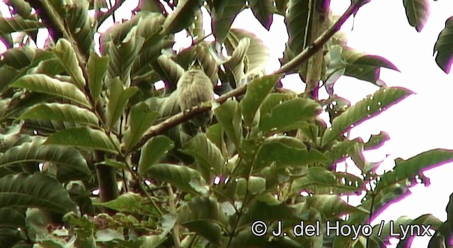 Yellow-throated Tinkerbird - ML201185691