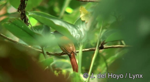 Black-headed Paradise-Flycatcher (Red-bellied) - ML201185721