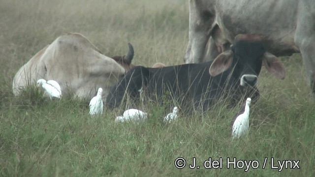 Western Cattle Egret - ML201185831