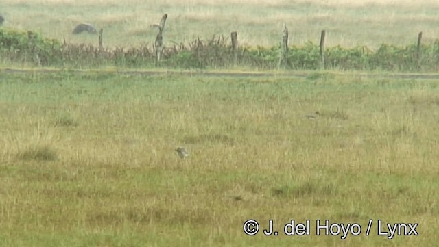 Double-striped Thick-knee - ML201185841
