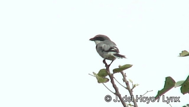 Loggerhead Shrike - ML201185881