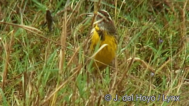 Eastern Meadowlark (Eastern) - ML201185941
