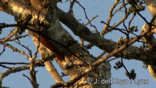 Dusky-capped Woodcreeper (Rondonia) - ML201186071