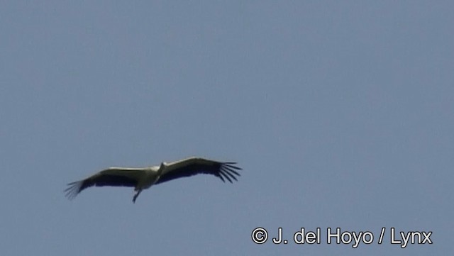 White Stork - ML201186171