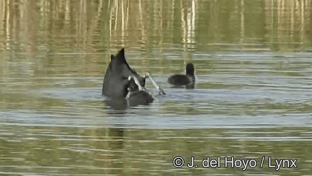 Red-knobbed Coot - ML201186191