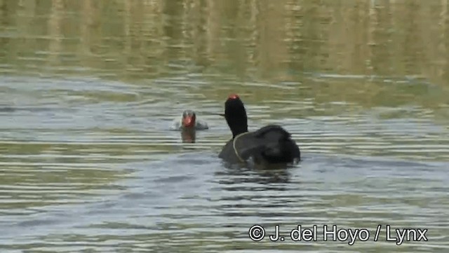Red-knobbed Coot - ML201186201