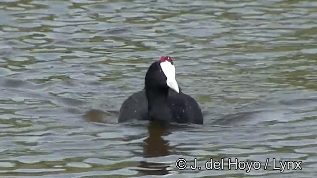 Red-knobbed Coot - ML201186211
