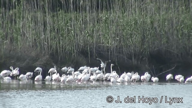 Greater Flamingo - ML201186261