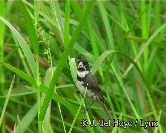 Double-collared Seedeater - ML201186331