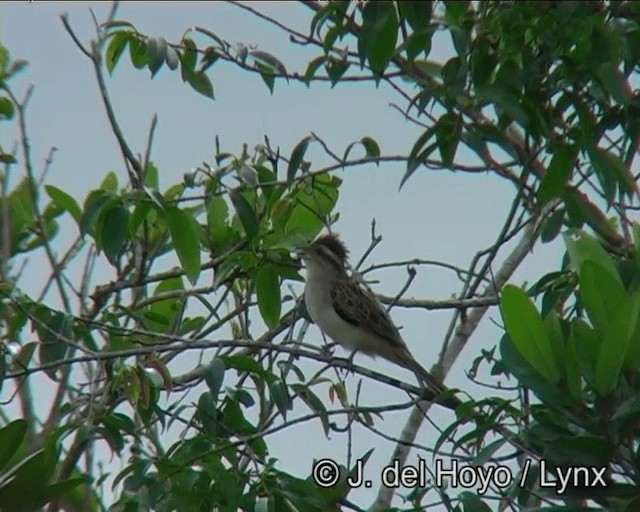 Striped Cuckoo - ML201186351