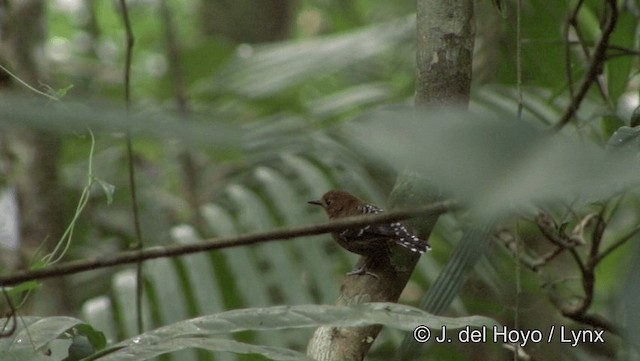 Common Scale-backed Antbird - eBird