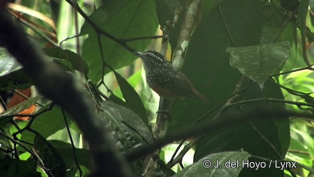 Peruvian Warbling-Antbird - ML201186581