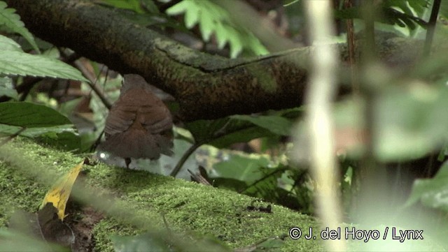 Rusty-belted Tapaculo - ML201186601