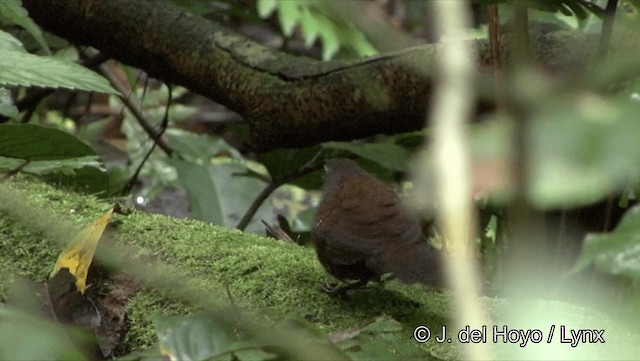Rusty-belted Tapaculo - ML201186611