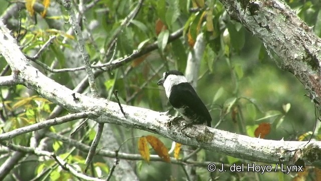 White-necked Puffbird - ML201186771