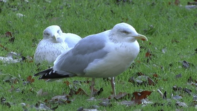 Herring Gull (European) - ML201186831