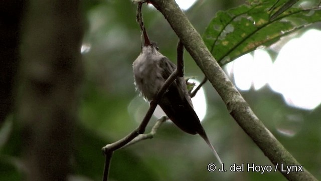 Прямоклювый колибри-отшельник (bourcieri) - ML201186861
