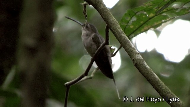 Прямоклювый колибри-отшельник (bourcieri) - ML201186871