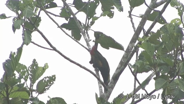 Golden-collared Toucanet (Red-billed) - ML201186921