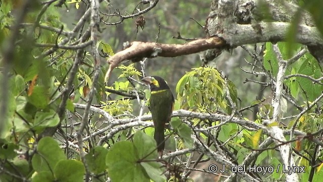 Golden-collared Toucanet (Red-billed) - ML201186931