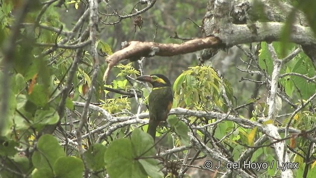 Golden-collared Toucanet (Red-billed) - ML201186941