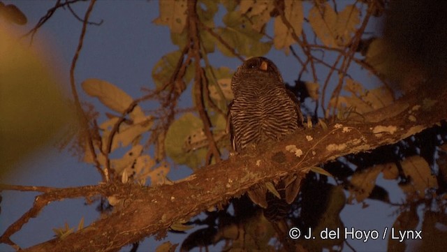 Black-banded Owl - ML201186971