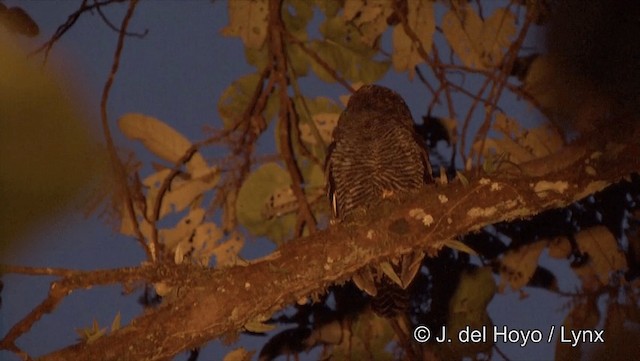Black-banded Owl - ML201186981